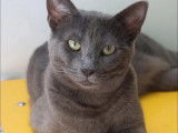 En quête d'une famille : chatte Chartreux gris