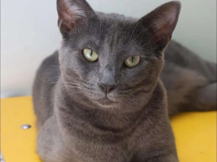 En quête d'une famille : chatte Chartreux gris