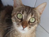 Adoption disponible : chatte âgée d'un an