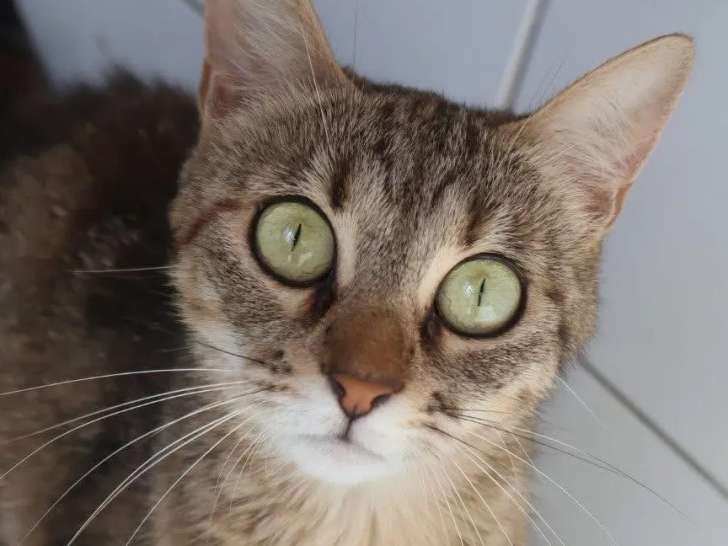Adoption disponible : chatte âgée d'un an
