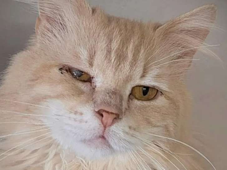 À la recherche d'une famille : chat de 8 ans