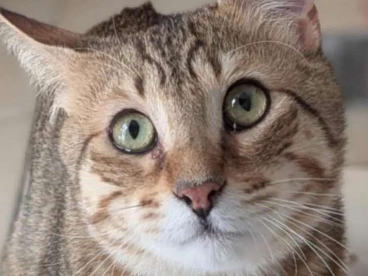 Chat d'un an à adopter