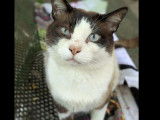 Chat Siamois tricolore disponible à l'adoption