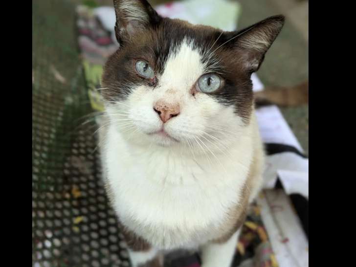 Chat Siamois tricolore disponible à l'adoption