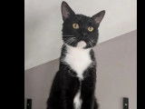 Chat noir et blanc en attente d'adoption
