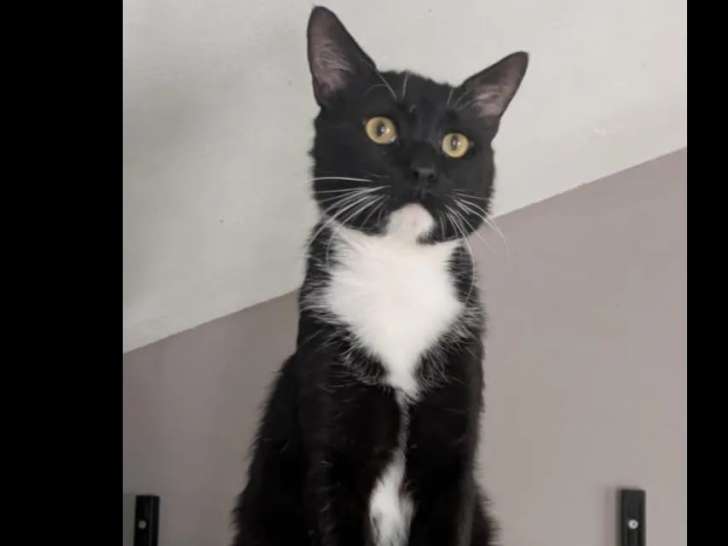 Chat noir et blanc en attente d'adoption