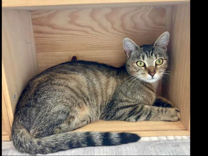 Chatonne tigrée prête pour l'adoption