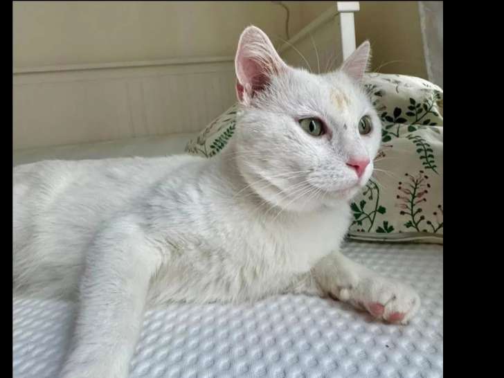 Chat blanc en attente d'une famille