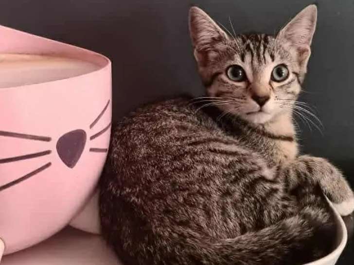 Chaton mâle de 3 mois à accueillir