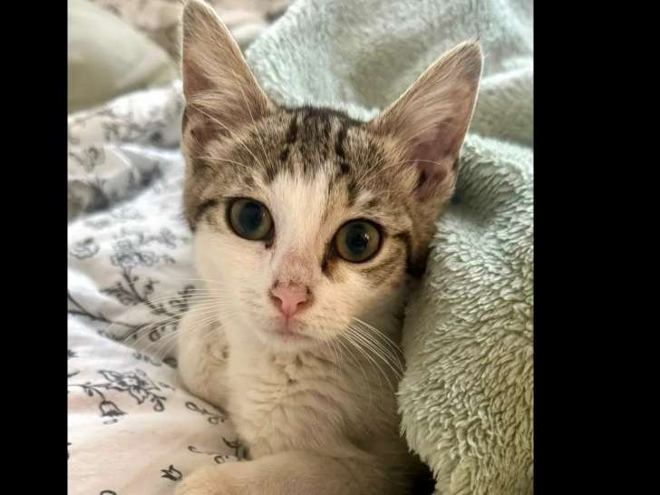 Chaton femelle tigré blanc en quête d’un foyer