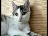 Adoption disponible : chaton femelle de 3 mois