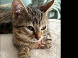 Chaton mâle tigré à la recherche d’un foyer