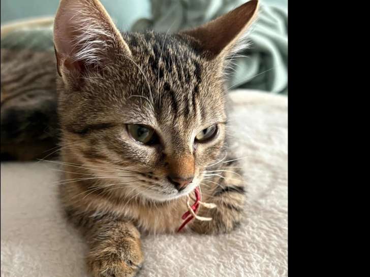 Chaton mâle tigré à la recherche d’un foyer