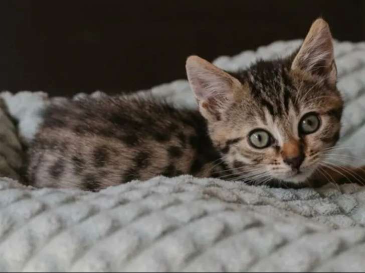 À adopter, chaton mâle de 3 mois