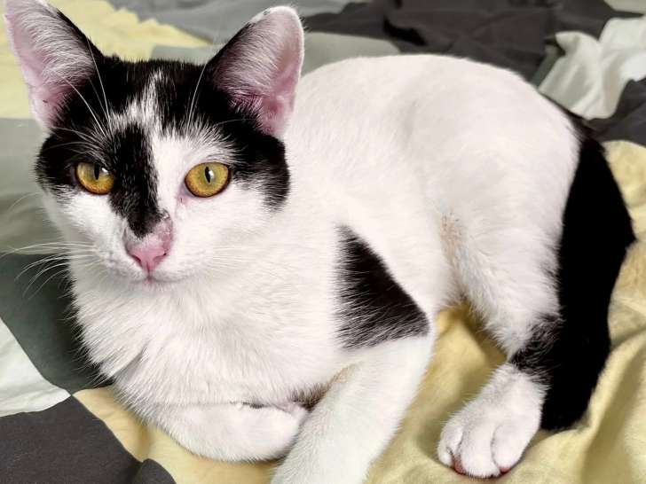 Disponible à l'adoption, chaton femelle noir et blanc