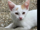 En attente d'adoption, chaton mâle roux et blanc