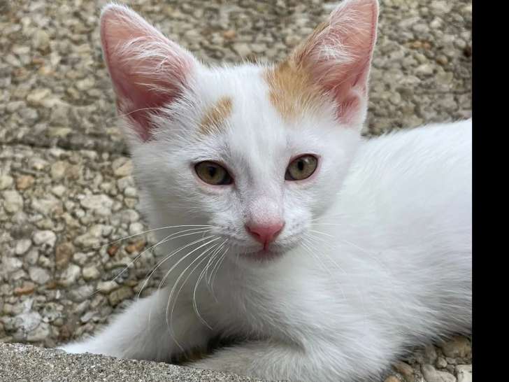 En attente d'adoption, chaton mâle roux et blanc
