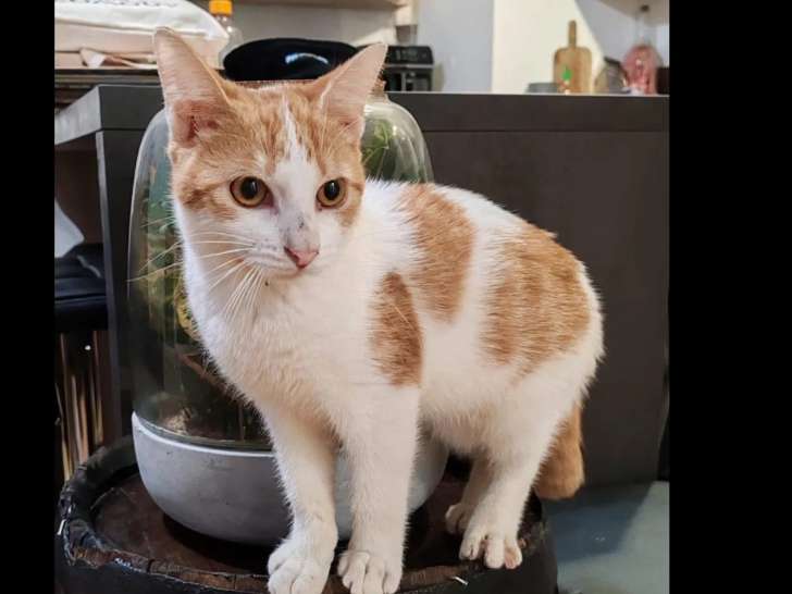 Prêt pour l’adoption, chat d'un an
