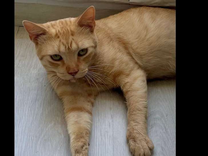 En attente d'un foyer, chat de couleur rousse