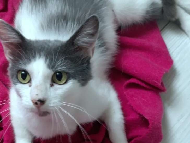 À accueillir, chatte grise et blanche