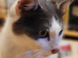 À accueillir, chatte grise et blanche