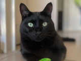 En quête d’une famille, chat noir