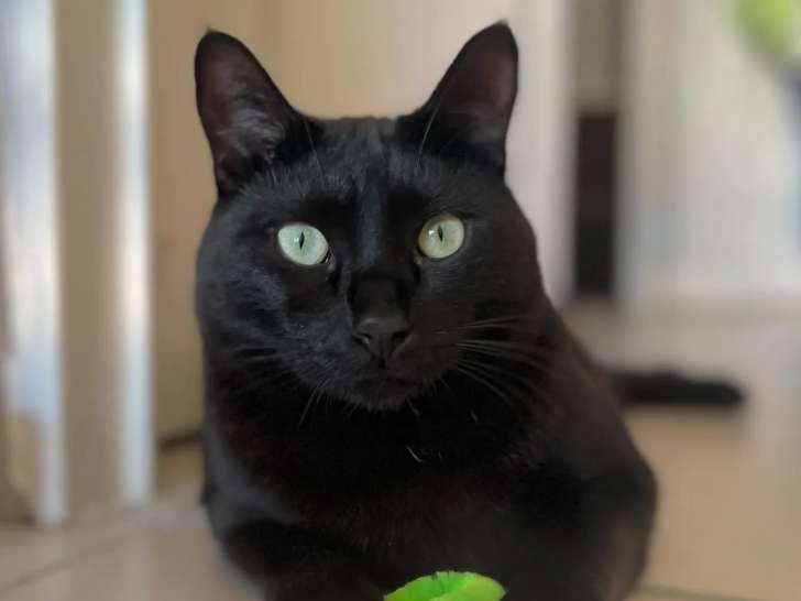 En quête d’une famille, chat noir