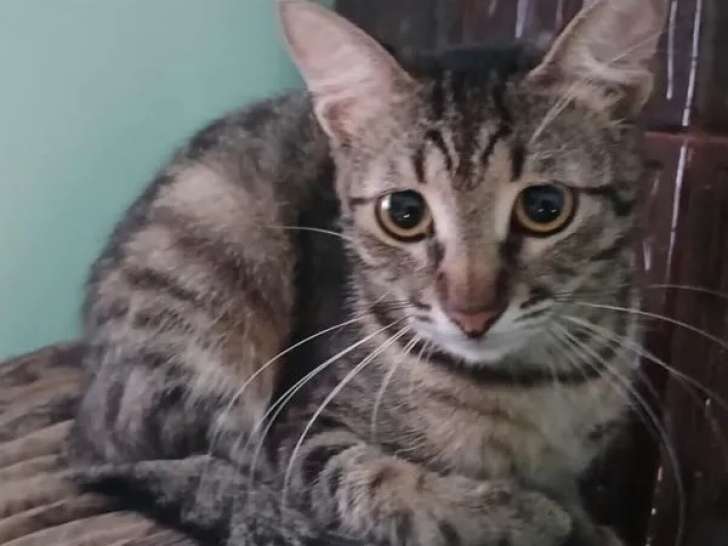 Chaton femelle de 5 mois disponible à l'adoption
