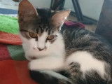 Chatonne de 5 mois adopter