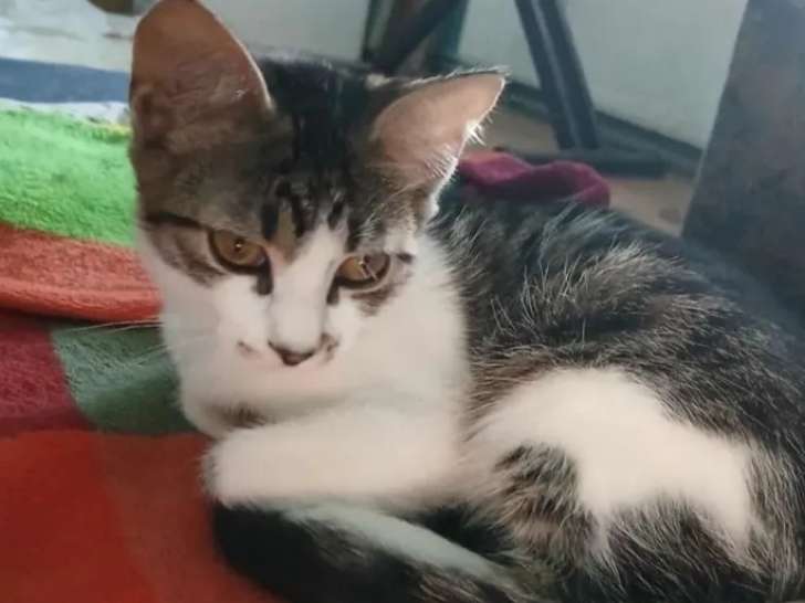Chatonne de 5 mois adopter