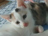 À la recherche d’une famille : chaton femelle tricolore