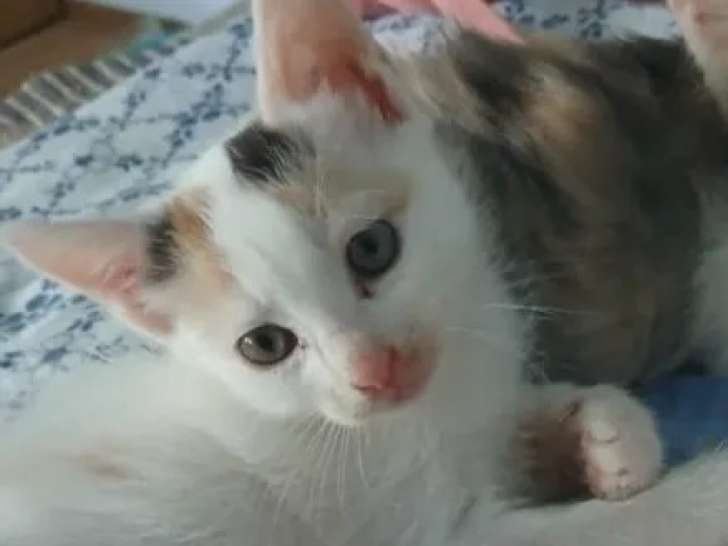 À la recherche d’une famille : chaton femelle tricolore