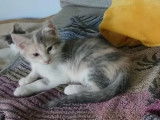 Adoption disponible : chatonne de 3 mois