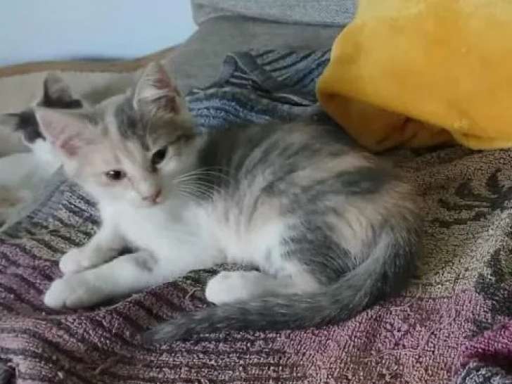 Adoption disponible : chatonne de 3 mois
