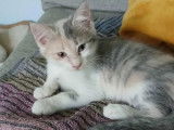 Adoption disponible : chatonne de 3 mois