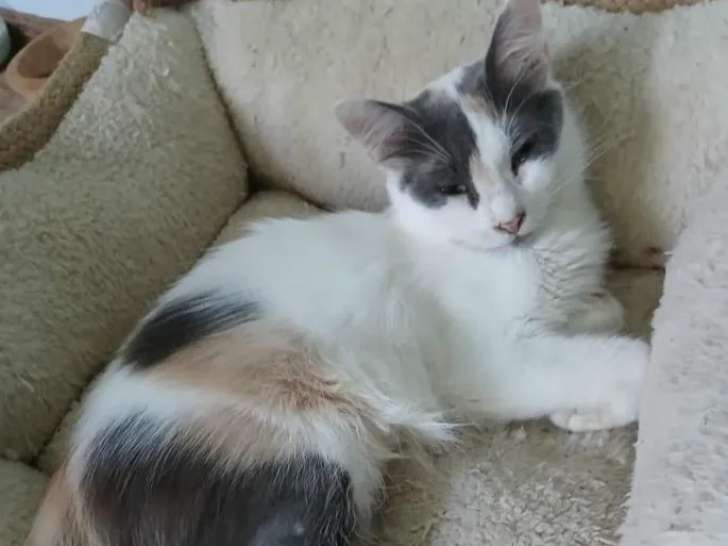 En quête d'une famille : chatte tricolore