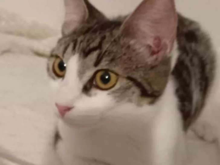 À accueillir : chatte tigrée blanche