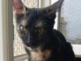 En attente d’un foyer : chatte d’un an