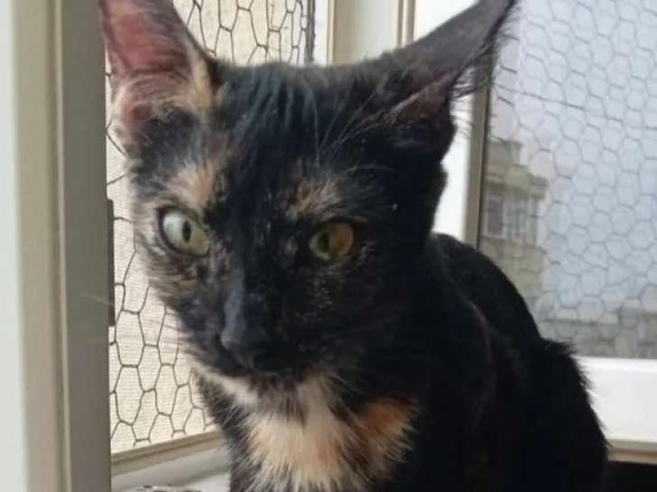 En attente d’un foyer : chatte d’un an