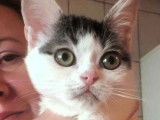 Prête pour l’adoption : chatte d'un an