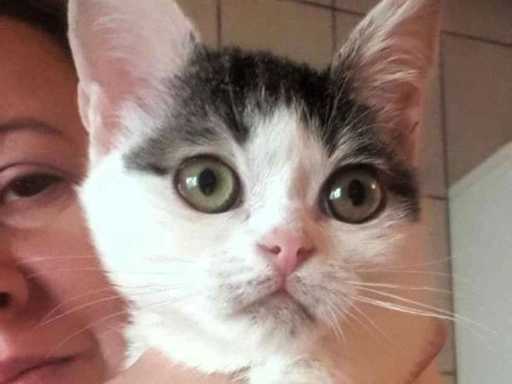 Prête pour l’adoption : chatte d'un an