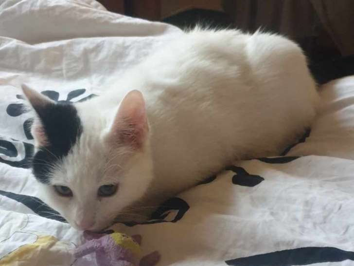 En attente d'adoption : chatte de 7 ans