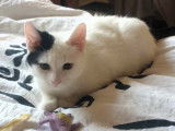 En attente d'adoption : chatte de 7 ans