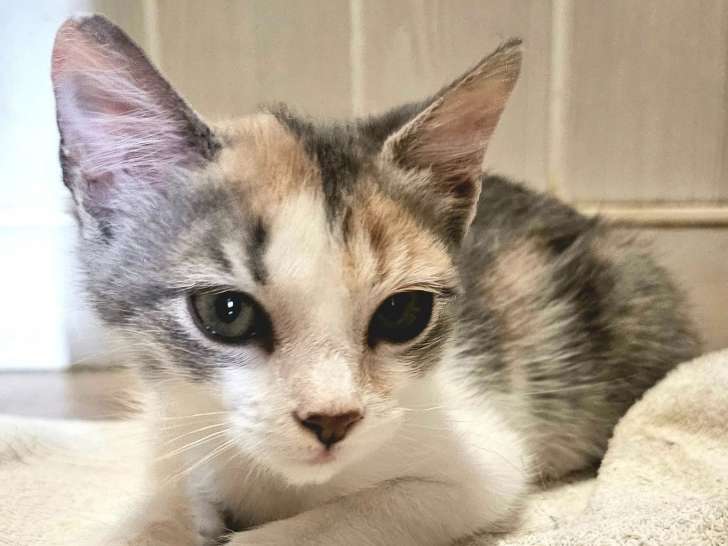 Goupette, chatonne à adopter