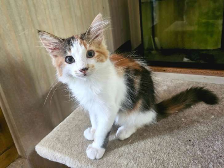 Mimi, chatonne à adopter