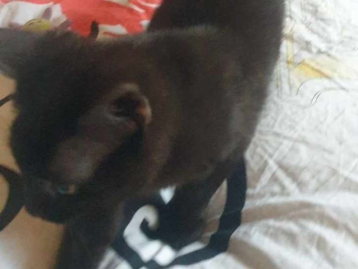 Disponible à l'adoption : chat d'un an