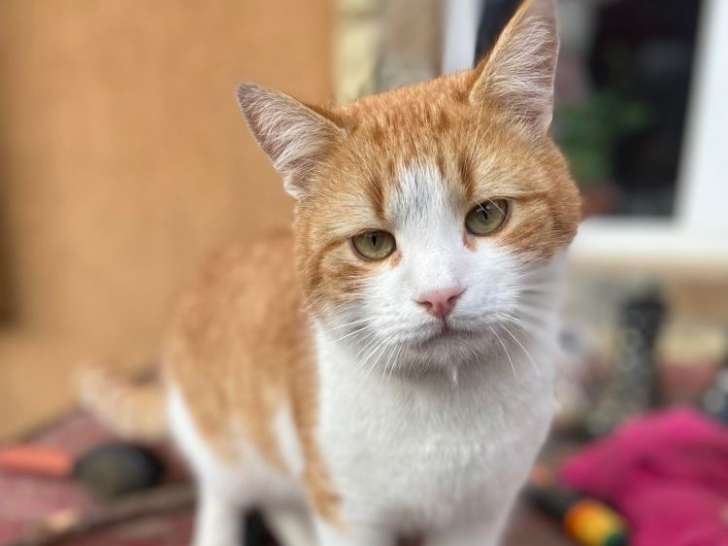 À adopter : chat roux eu blanc