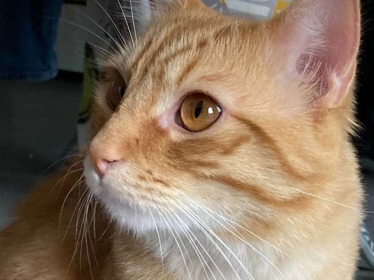 Chat tigré roux à la recherche d’un foyer