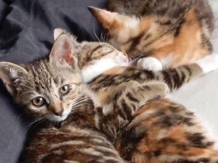 Adoptions disponibles : 3 chatonnes de 2 mois