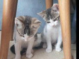 2 chatons de 2 mois en quête d’une famille